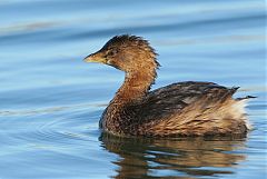 Pied-billed Grebe